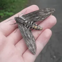 Canadian Sphinx thumbnail 3