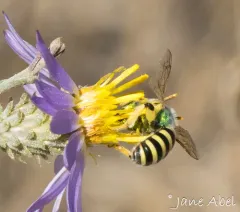Wide-legged Sweat Bee thumbnail 3