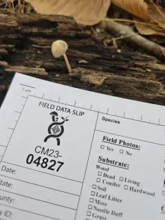 Psathyrella impexa thumbnail 3