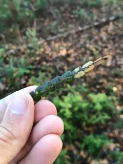 Coleophora gaylussaciella thumbnail 1