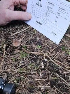 Inocybe tetragonospora thumbnail 2