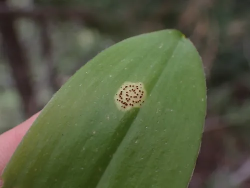 Puccinia mesomajalis