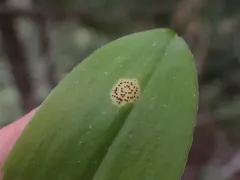 Puccinia mesomajalis thumbnail 1