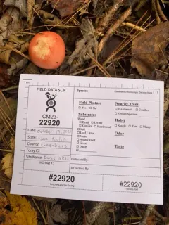 Russula silvestris thumbnail 1