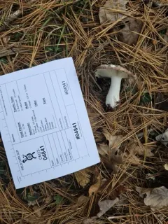 Russula albimarginata thumbnail 2