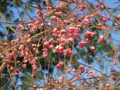 Hamilton's spindle thumbnail 3
