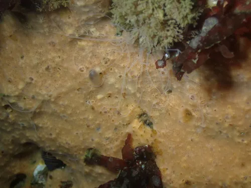 Nausicaä's Sponge