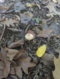Cortinarius pyrophyllus thumbnail 1