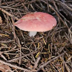Shellfish-scented Russula thumbnail 3