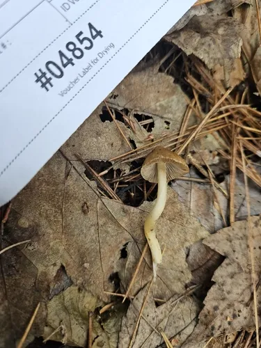 Inocybe chalcodoxantha