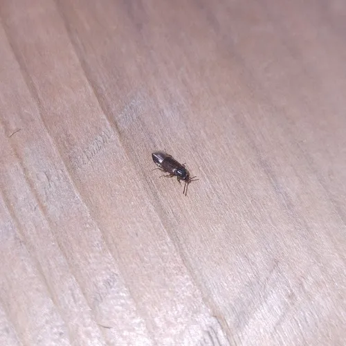 Weakly-keeled Ocellate Rove Beetle