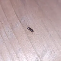 Weakly-keeled Ocellate Rove Beetle thumbnail 1