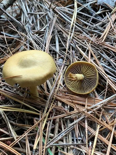 Cortinarius appalachiensis