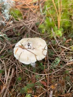 Inocybe sambucina thumbnail 1
