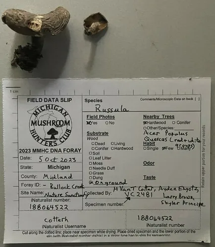 Lactarius fumosus