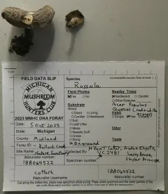 Lactarius fumosus thumbnail 1
