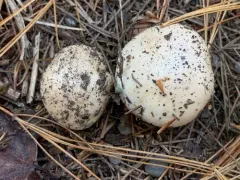 Ivory Poisonpie thumbnail 2