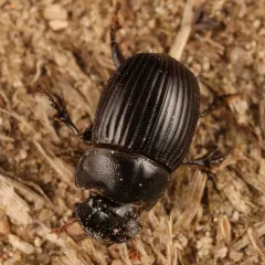 Small Black Dung Beetle thumbnail 2