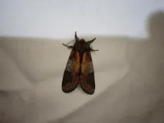 Pacific Prominent Moth thumbnail 2