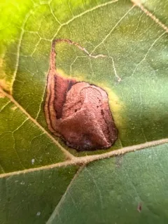 Sycamore Leaf Blotch Miner thumbnail 4