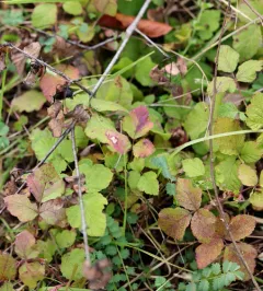 European dewberry thumbnail 3