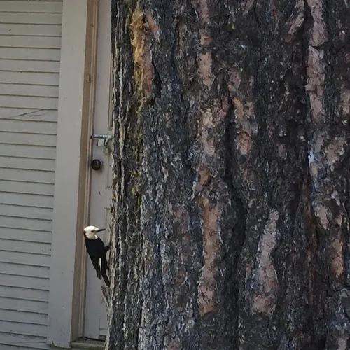 White-headed Woodpecker