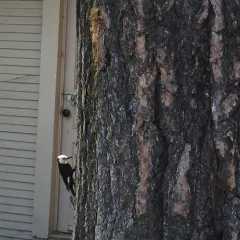 White-headed Woodpecker thumbnail 1