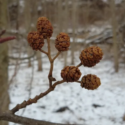 common alder