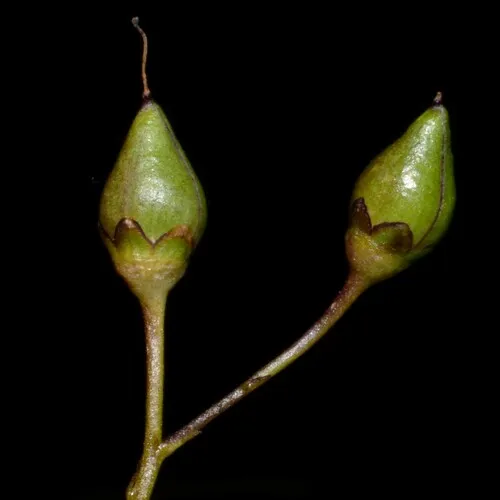 lanceleaf figwort