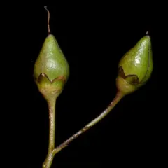 lanceleaf figwort thumbnail 1