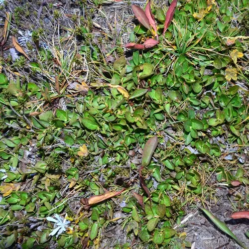 alpine wintergreen