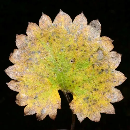 Brook Saxifrage