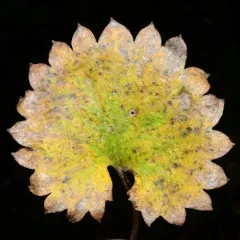 Brook Saxifrage thumbnail 1