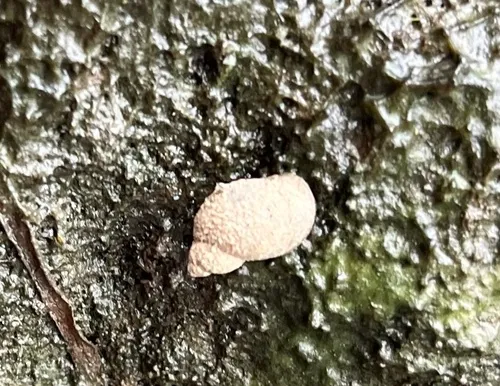 St. Lawrence Pond Snail