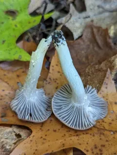 Cuphophyllus subviolaceus thumbnail 2