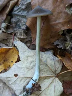 Entoloma psammophilohebes thumbnail 3