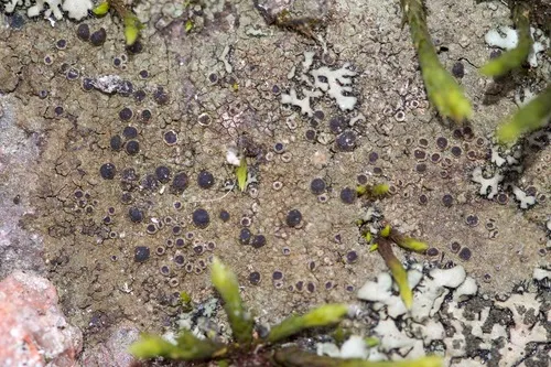 Rinodina tephraspis