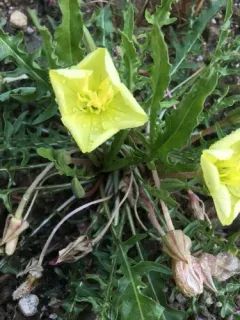 Yellow Evening Primrose thumbnail 4