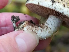 Hebeloma albomarginatum thumbnail 3