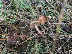 Inocybe helobia thumbnail 3