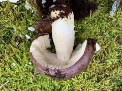 Russula brunneoviolacea thumbnail 2