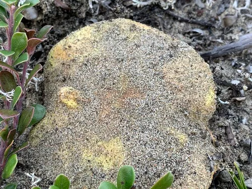 Tricholoma ulvinenii
