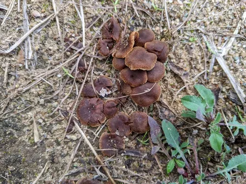 Cortinarius impolitus