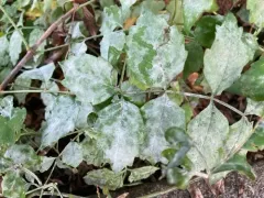 Erysiphe peckii thumbnail 4