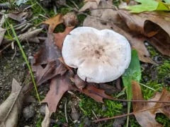Tricholoma serratifolium thumbnail 2
