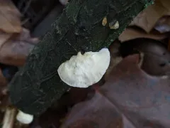 Cyanosporus populi thumbnail 2