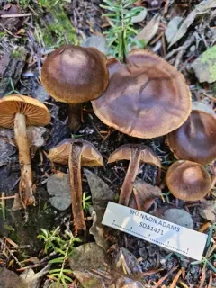 Cortinarius idahoensis thumbnail 2
