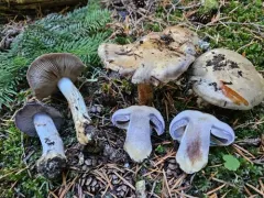 Phlegmacium pansa thumbnail 1