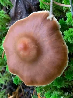 Cortinarius parvoacetosus thumbnail 2
