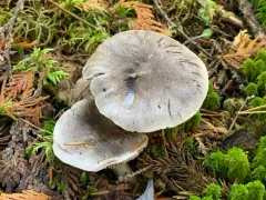 Tricholoma atrodiscus thumbnail 2